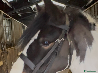 Other Breed horses Super versatile 12.3hh cob type mare - Advert 1