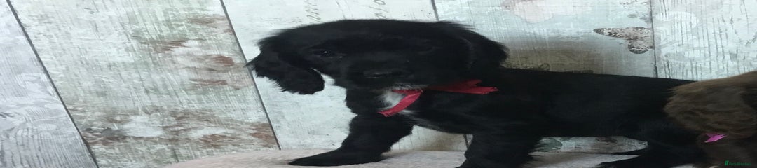 Cocker Spaniel Puppy 5