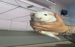 Guinea Pig rodents for sale: 2 female guinea pigs and large cage. - Image 2