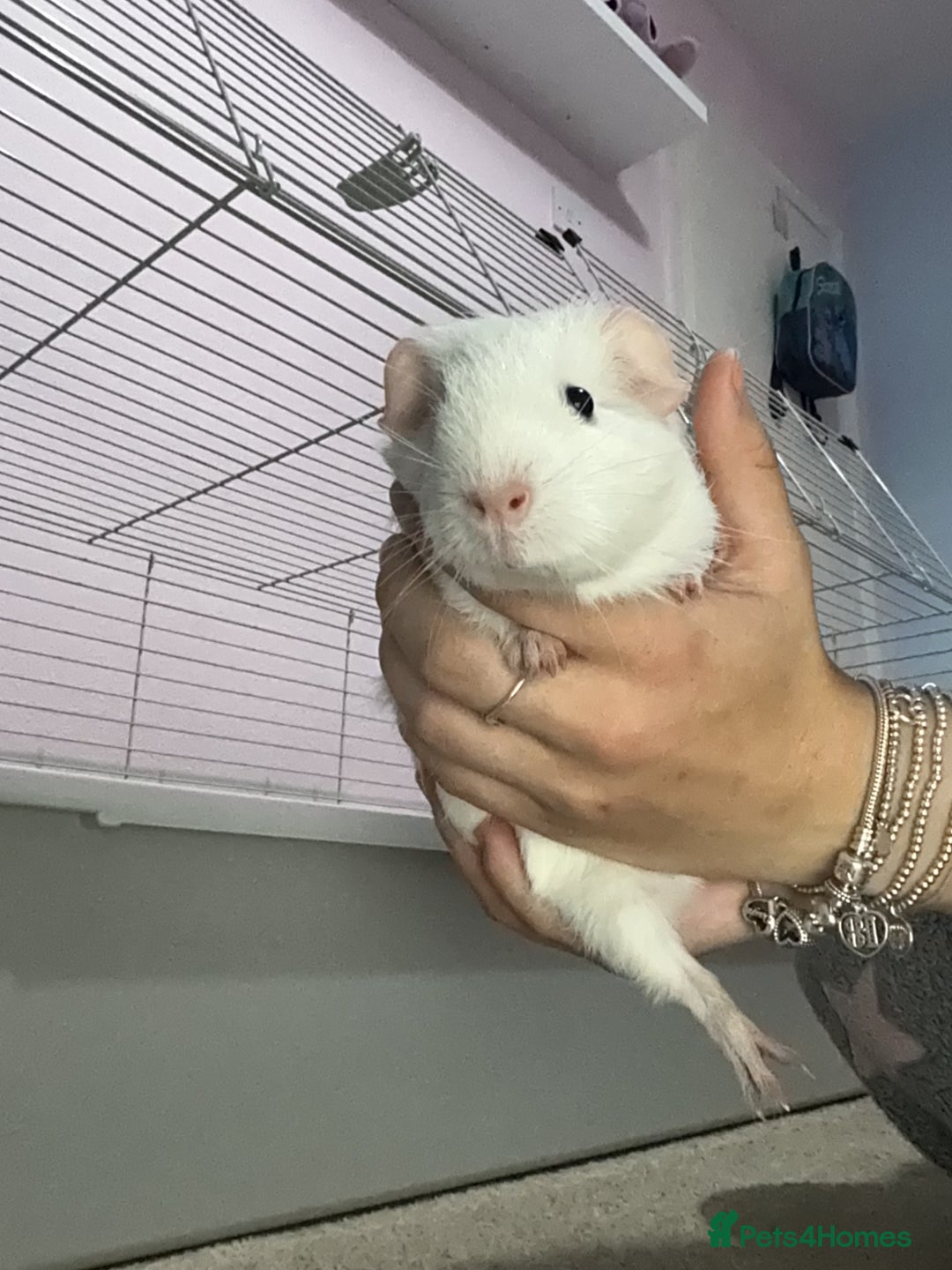 Guinea Pig rodents for sale: 2 female guinea pigs and large cage. - Image 2