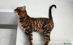 Bengal cats for stud: For Sale Amazing Stud Bengal Male TICA reg litters in Durham - Image 5