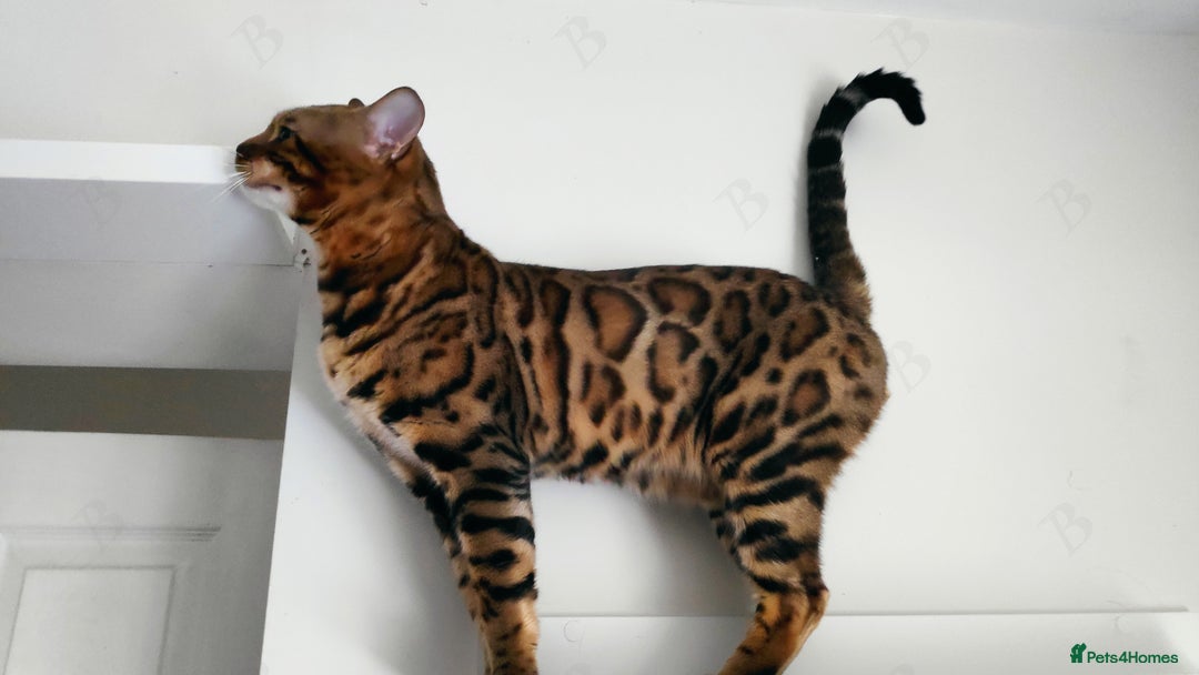 Bengal cats for stud: For Sale Amazing Stud Bengal Male TICA reg litters in Durham - Image 5