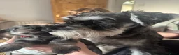 Miniature Schnauzer dogs for sale: Miniature Schnauzer Puppies 3 girls 3 boys.  - Advert 13