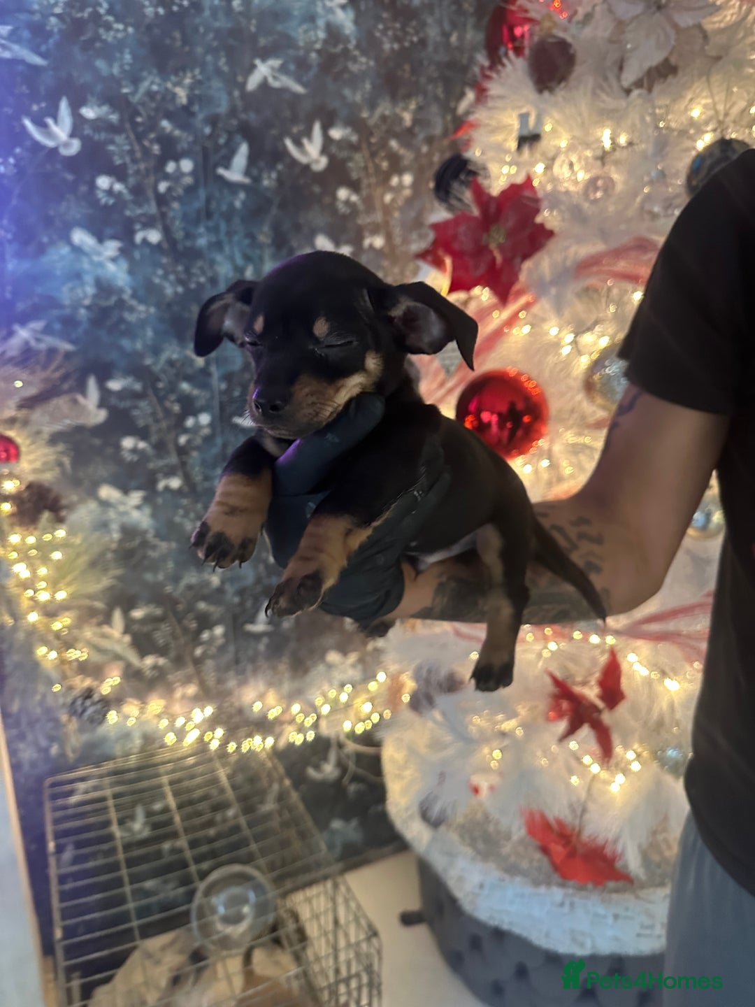 Mixed Breed dogs for sale: Chiwennie puppies  - Advert 16