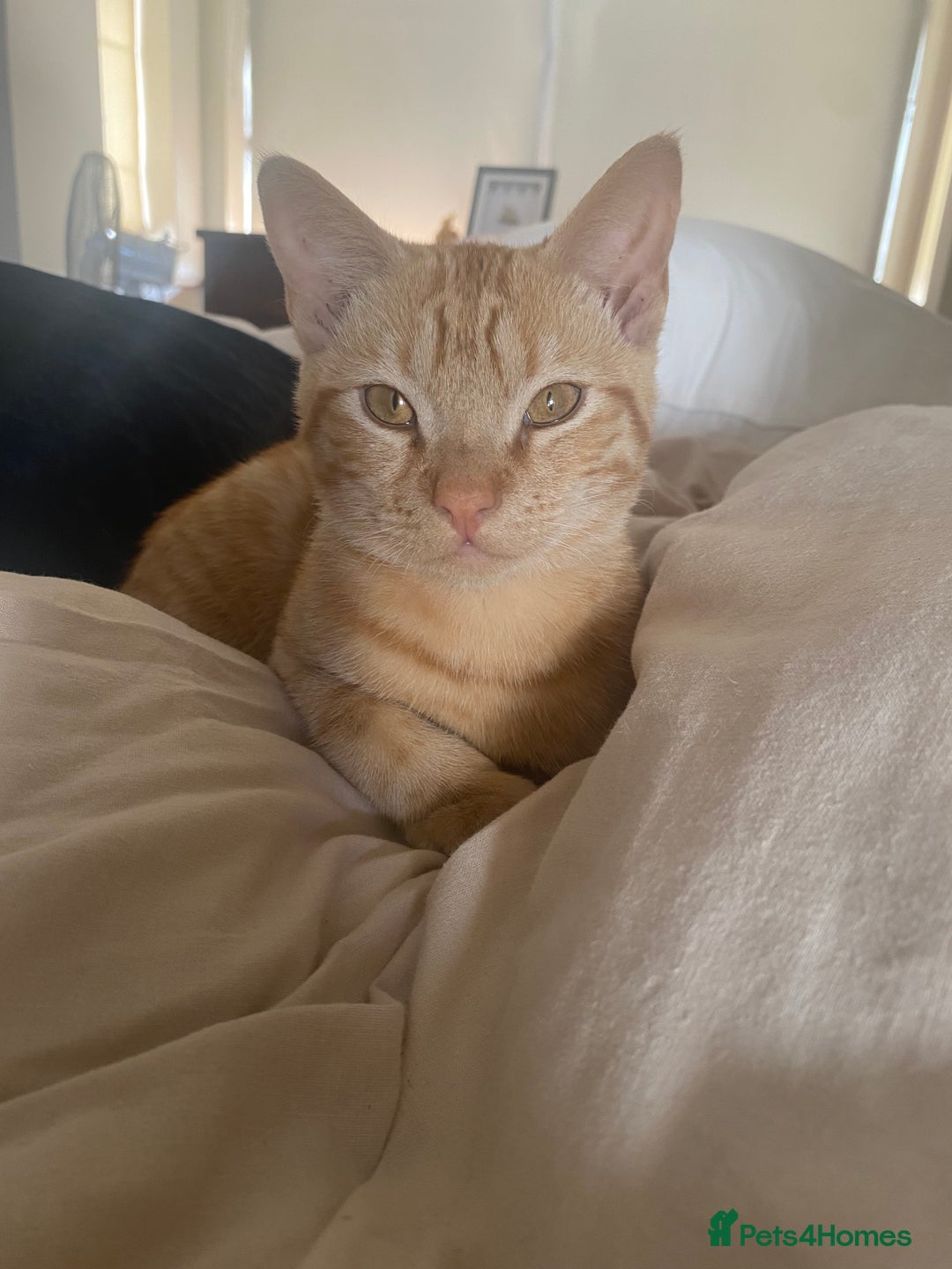 Mixed Breed cats for sale: Beautiful ginger boy kitten - Image 2