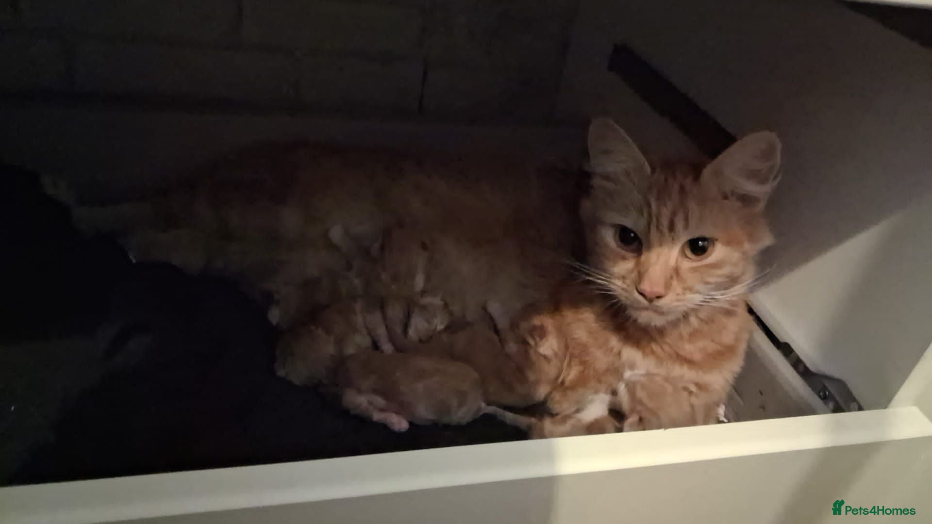 Mixed Breed cats 5 ginger kittens available at 8-9weeks   - Advert 12