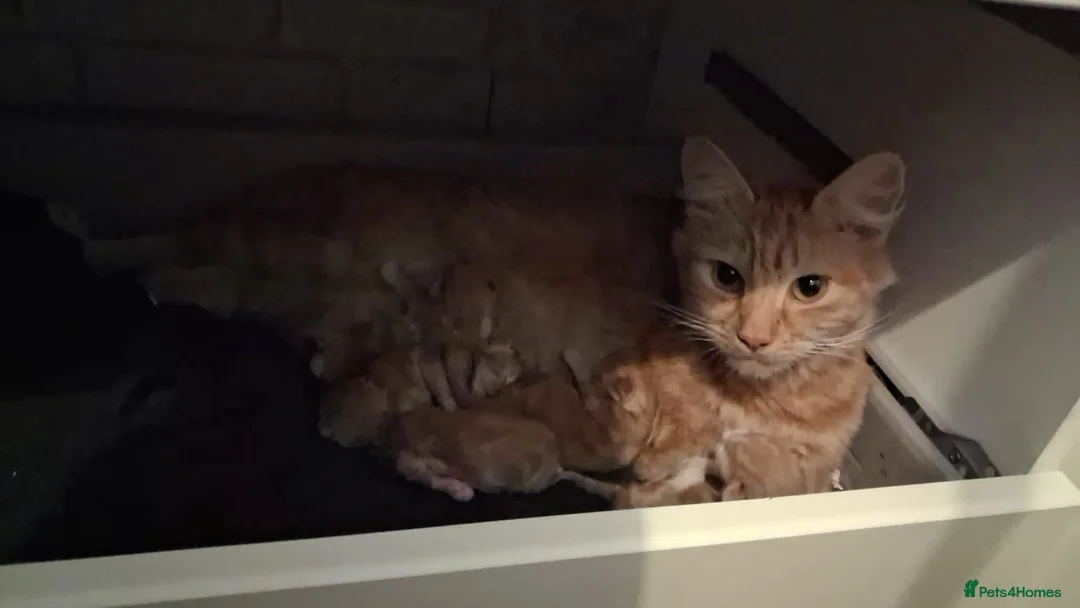 Mixed Breed cats for sale: 5 ginger kittens available at 8-9weeks   - Advert 1