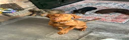Hungarian Vizsla dogs for sale: KC Viszla needs rehoming 1 year 2 months - Advert 15