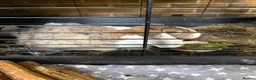 French Lop rabbits for sale: Gorgeous French lop rabbits - Advert 2