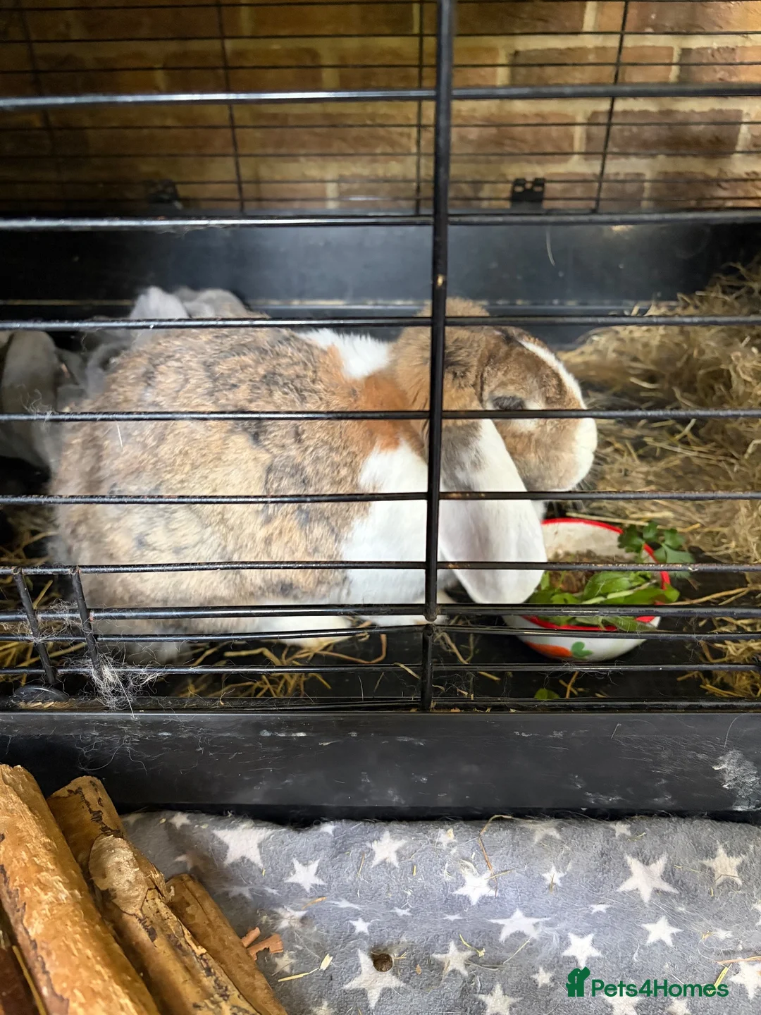 French Lop rabbits for sale: Gorgeous French lop rabbits - Advert 2
