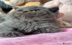 British Shorthair cats for sale: Gorgeous Champions line British Shorthair - Image 5