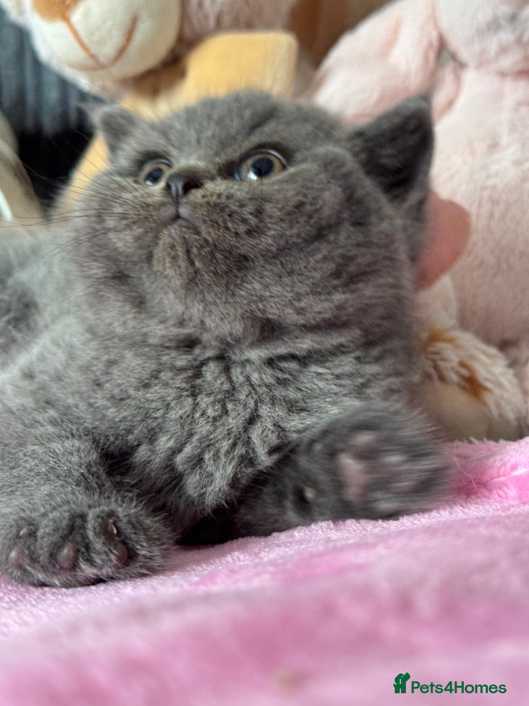British Shorthair cats for sale: Gorgeous Champions line British Shorthair - Image 5