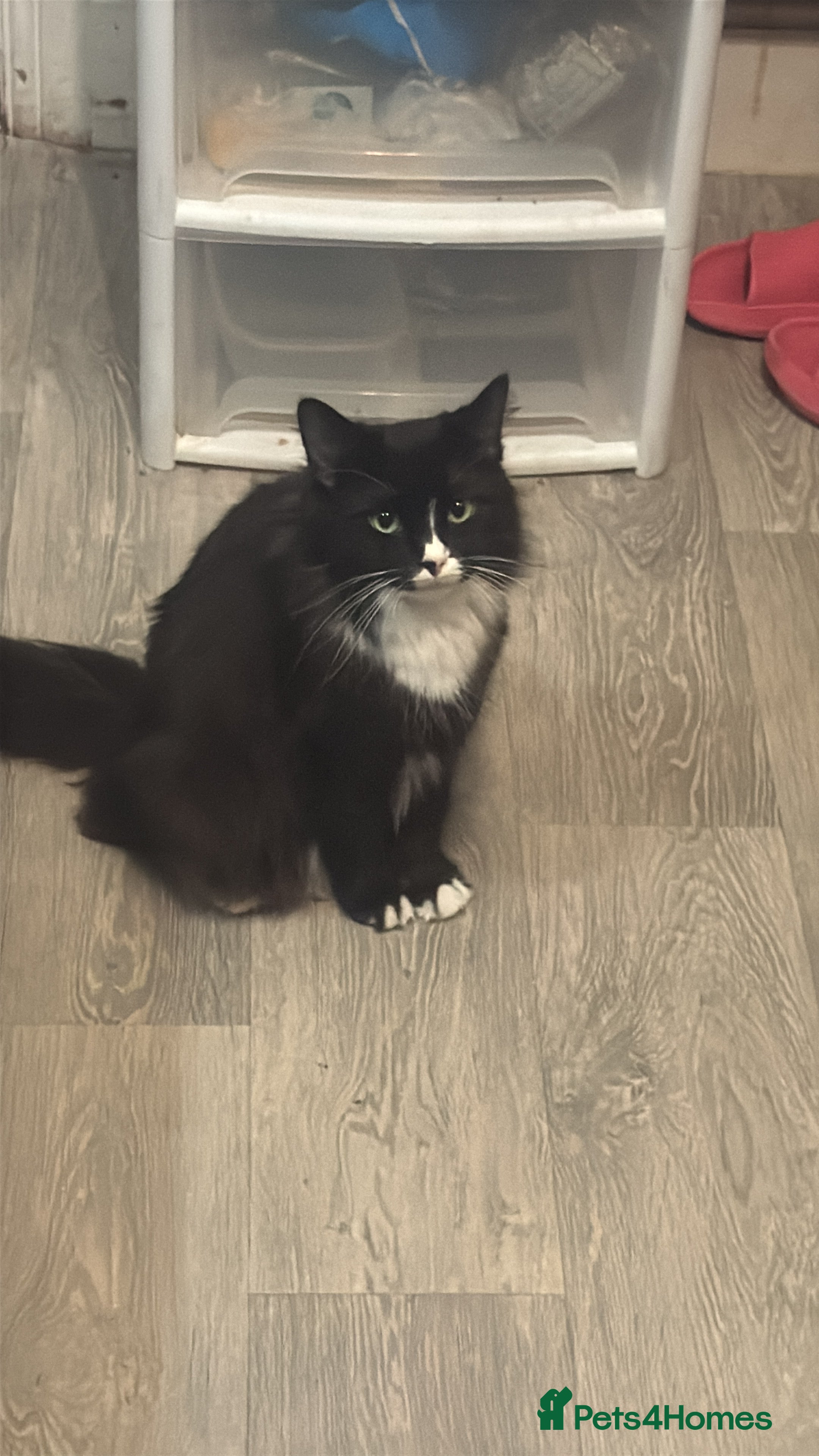 Mixed Breed cats Shadow for sale  - Advert 1