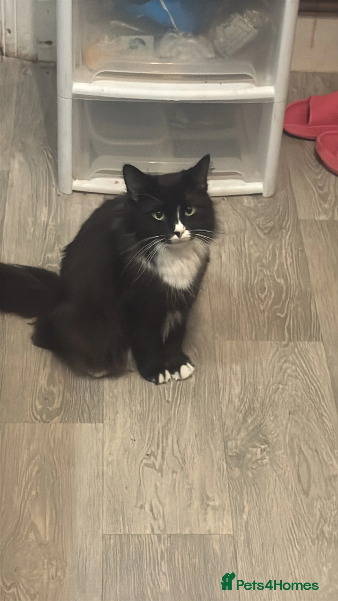 Mixed Breed cats for sale: Shadow for sale  - Advert 1