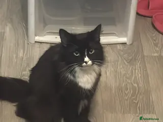 Mixed Breed cats Shadow for sale - Advert 1