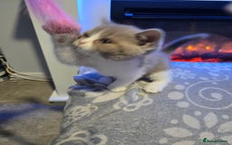British Shorthair cats for sale: Full pedigree, British short hairs ready now. - Image 11
