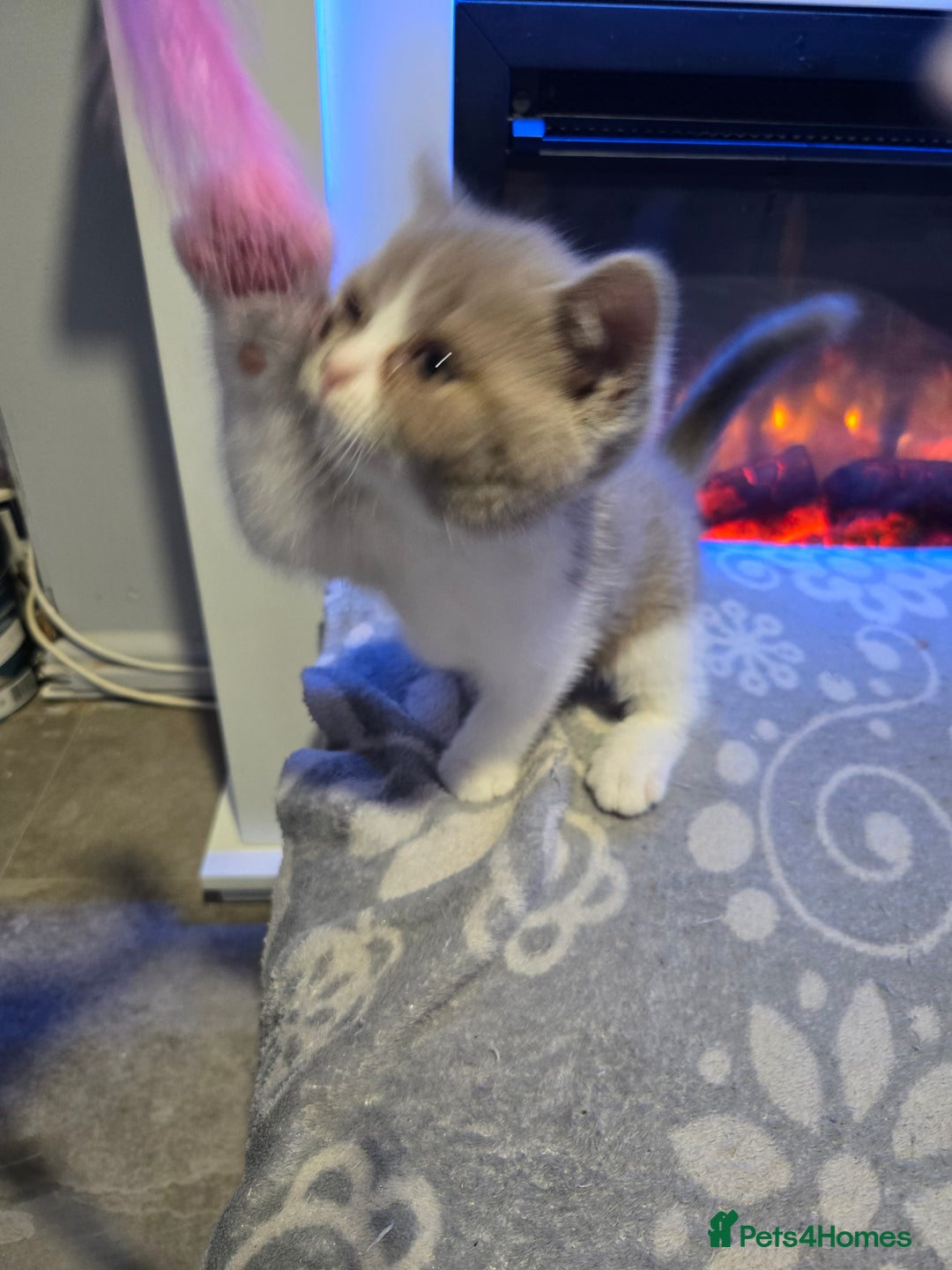 British Shorthair cats for sale: Full pedigree, British short hairs ready now. - Image 11