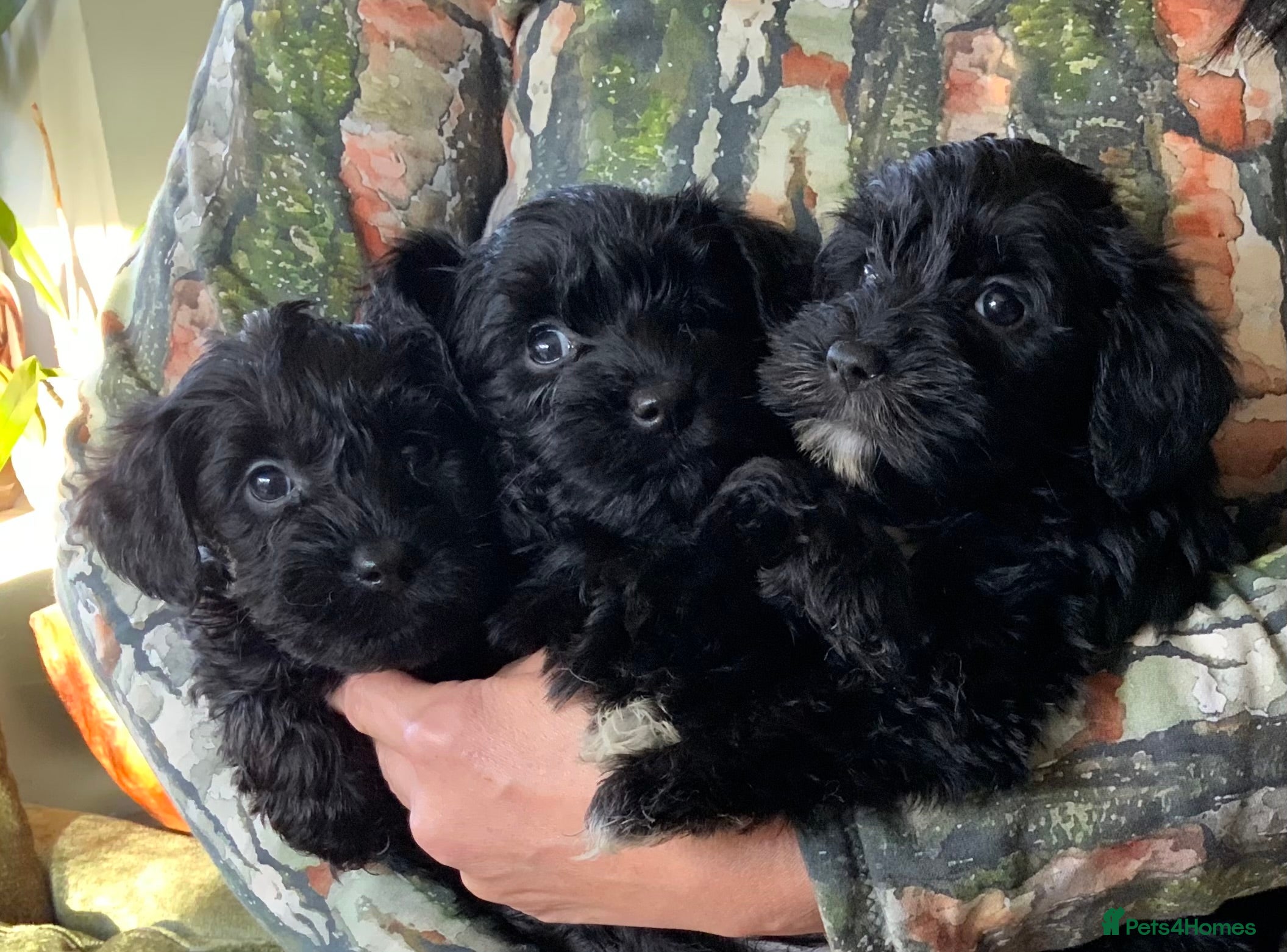 Schnoodle dogs Stunning miniature Schnoodle puppies - Advert 2