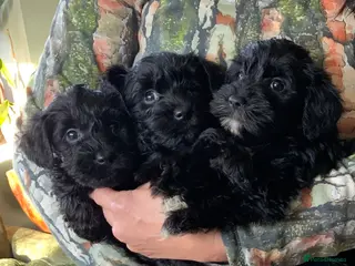 Schnoodle dogs Stunning miniature Schnoodle puppies - Advert 2