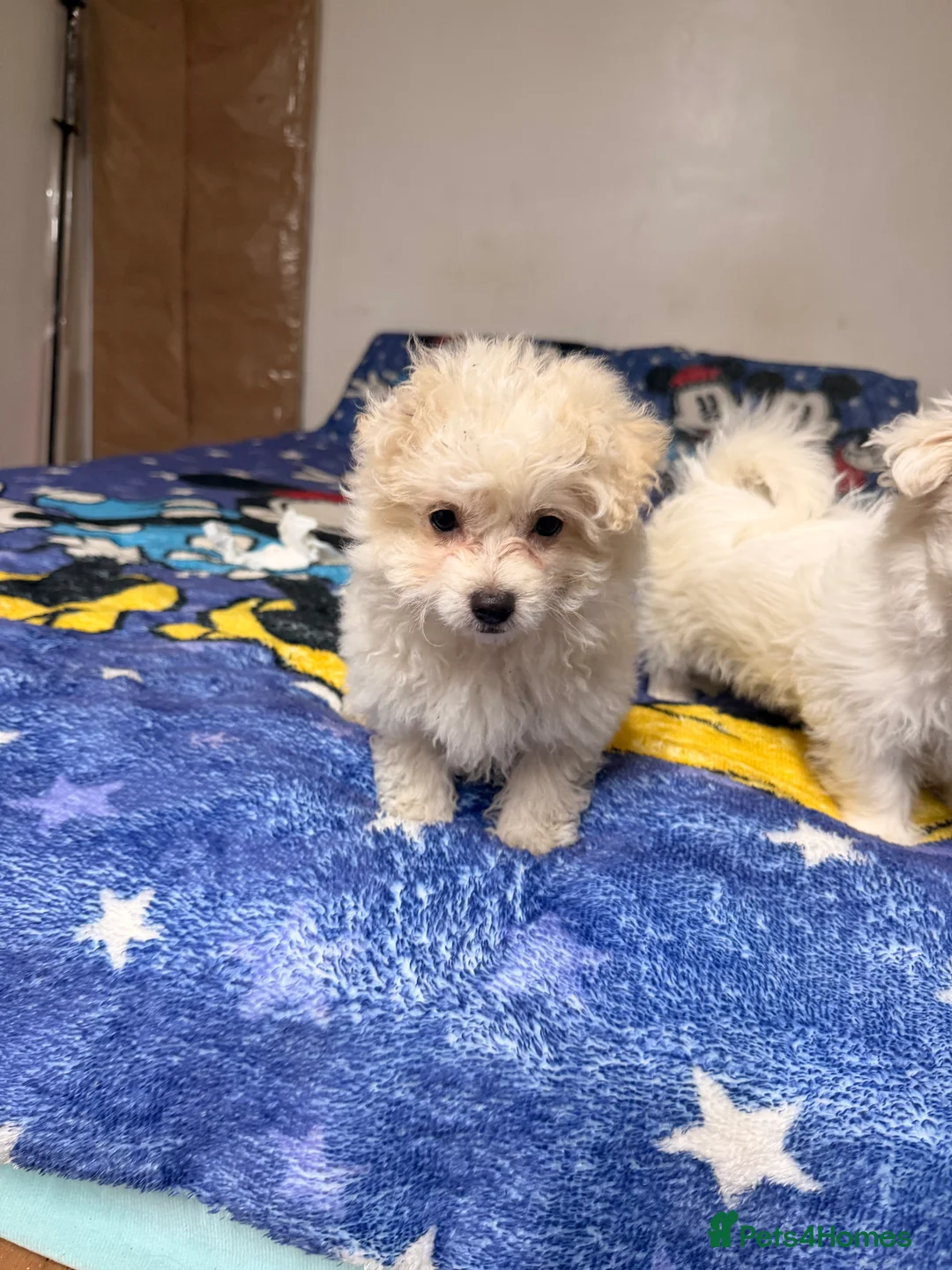 Mixed Breed dogs for sale: Beautiful Maltese/havanese girls - Advert 5