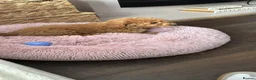 Mixed Breed dogs for sale: Female Cockapoo x maltipoo - Advert 4