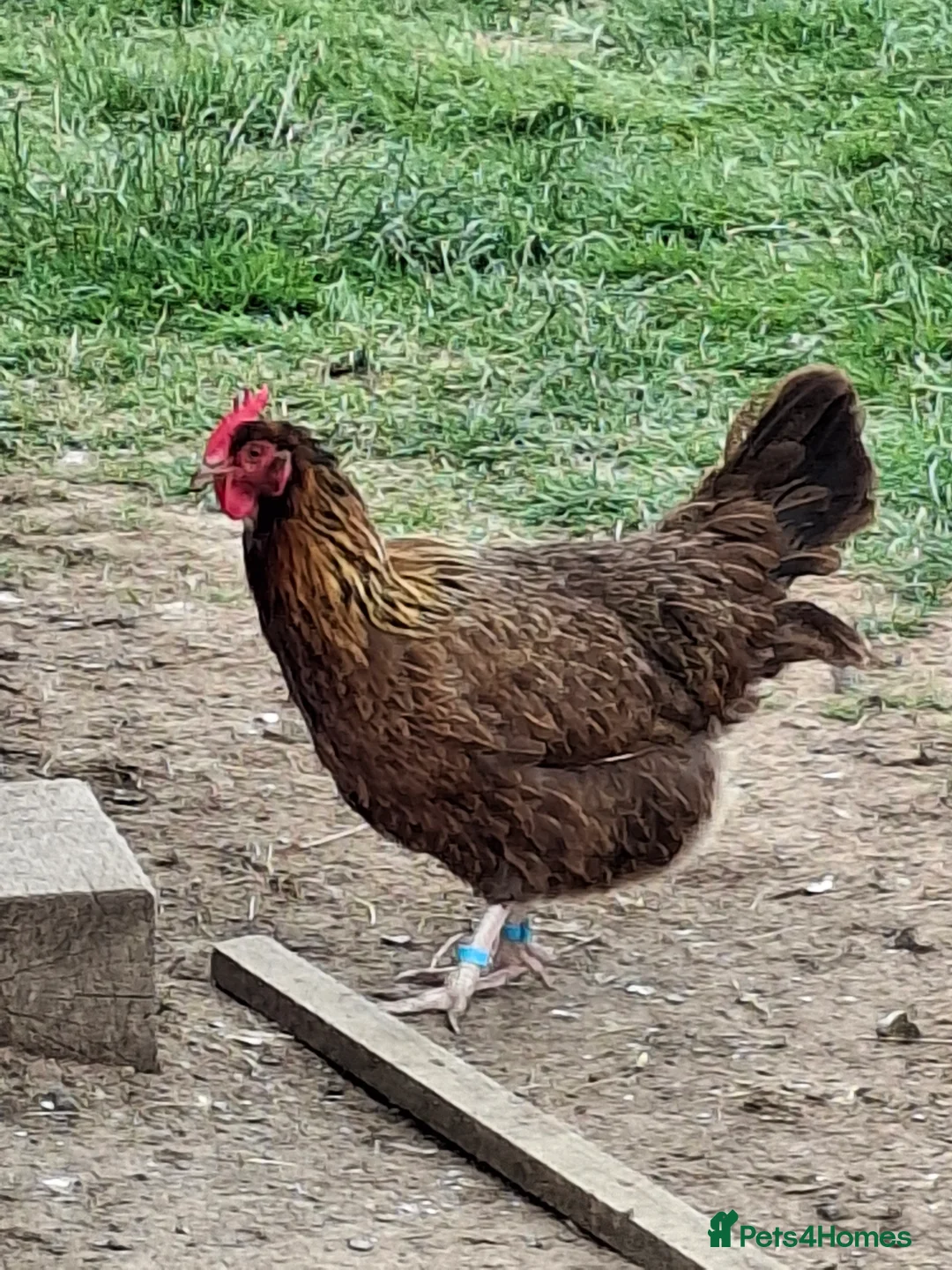 Chickens poultry for sale: Black copper marans and Red Dorkings - Advert 8