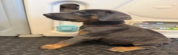 Dobermann dogs for sale: Litter of 9 beautiful Doberman puppies - Advert 20