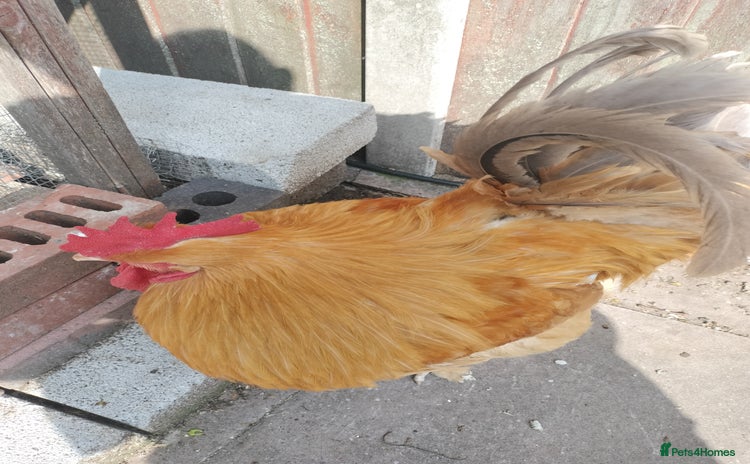 Chickens poultry for sale - Advert 1