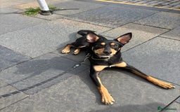 Australian Kelpie dogs for sale: Australian kelpie  - Image 1
