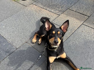 Australian Kelpie dogs - Advert 10