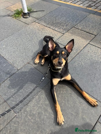 Australian Kelpie dogs - Advert 10