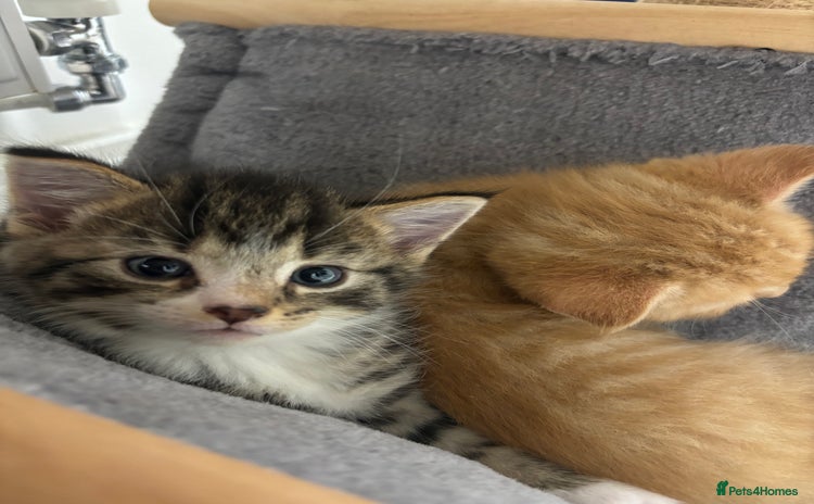 Domestic Shorthair cats - Advert 12