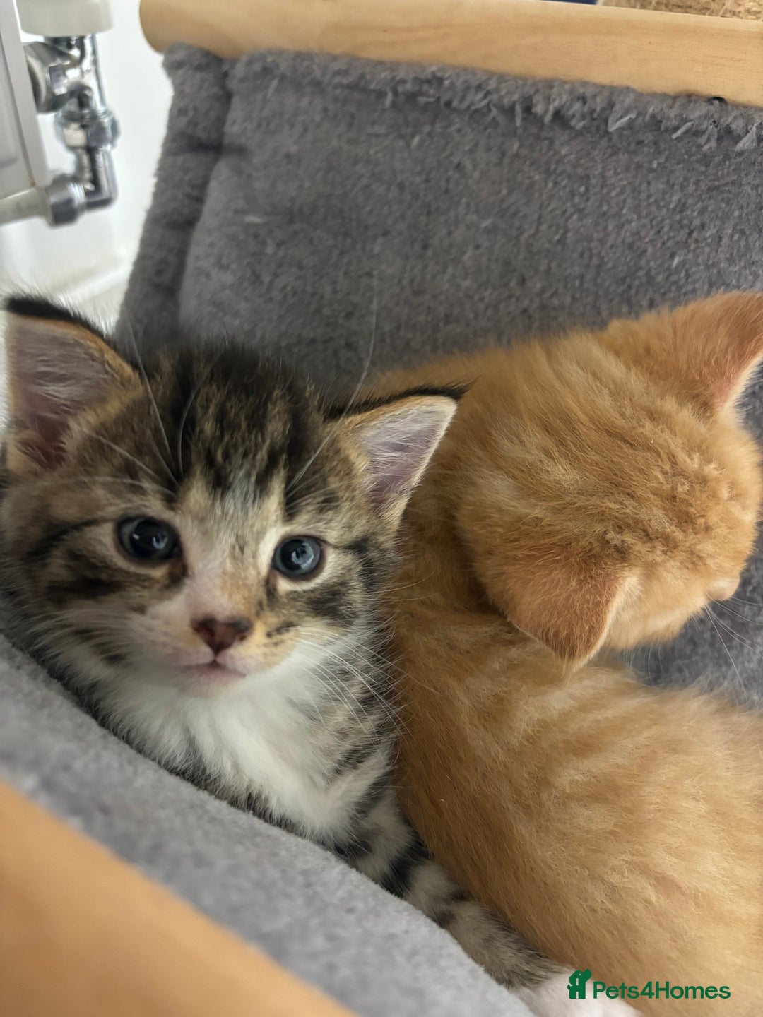 Domestic Shorthair cats for sale: Tabby kitten male - Image 1