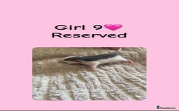 Rat rodents for sale: Beautiful baby rats looking for forever homes! - Image 9