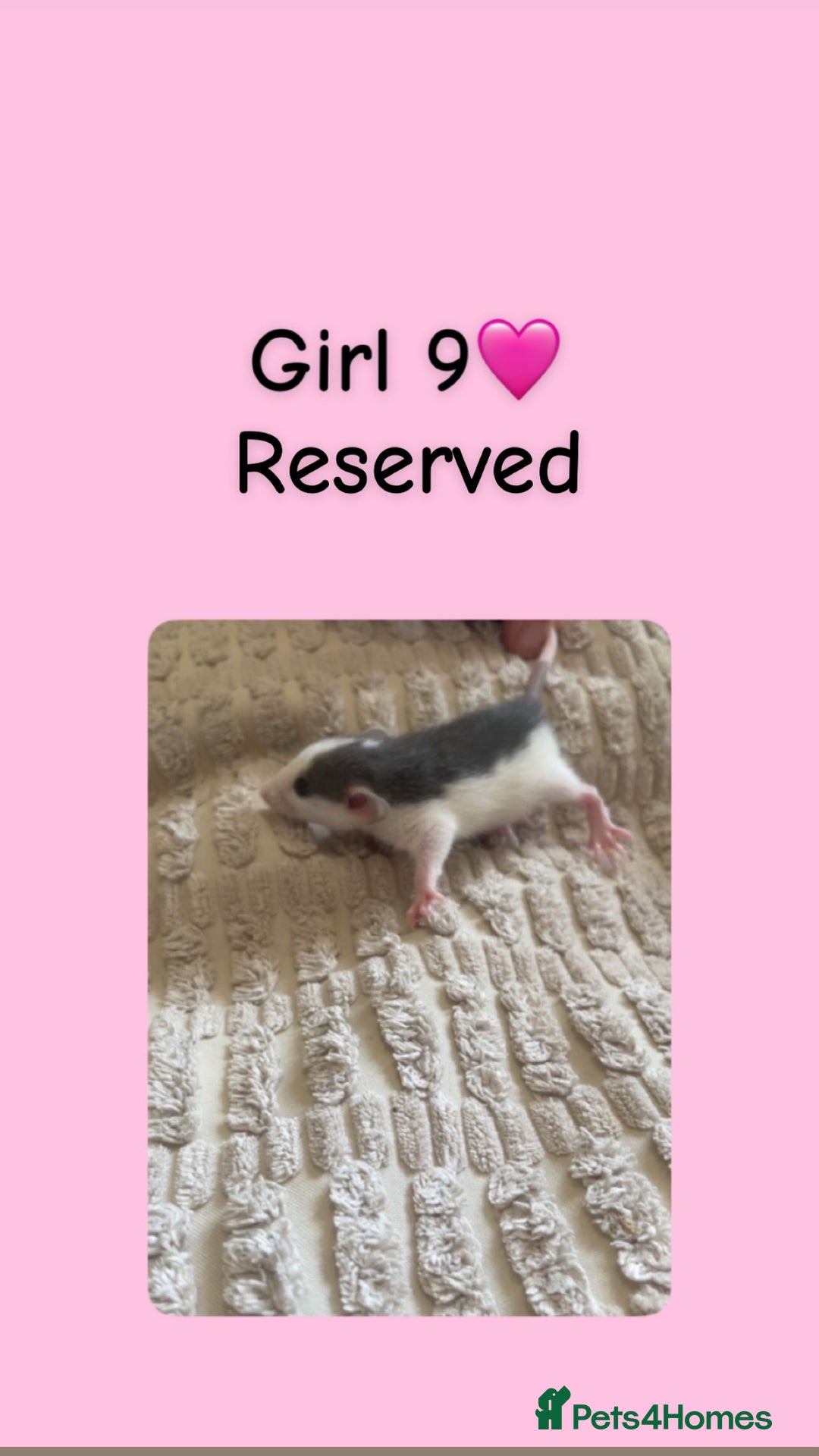 Rat rodents for sale: Beautiful baby rats looking for forever homes! - Image 9