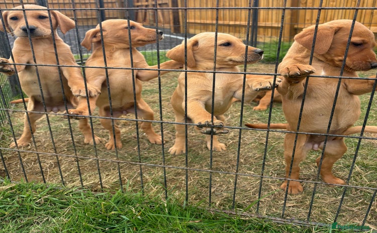 Labrador Retriever dogs - Advert 3