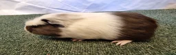 Guinea Pig rodents for sale: Guinea pigs  in Usk - Advert 18