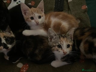 Mixed Breed cats - Advert 2