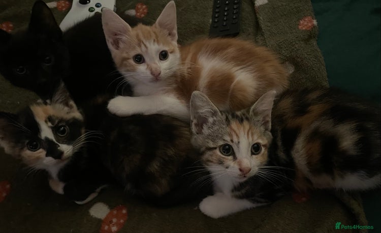 Mixed Breed cats - Advert 2