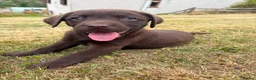 Labrador Retriever dogs for sale: 2 girls available Extenively health Tested READY - Advert 5