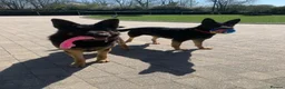 German Shepherd dogs for sale: Mrs Jas Padda  - Advert 22