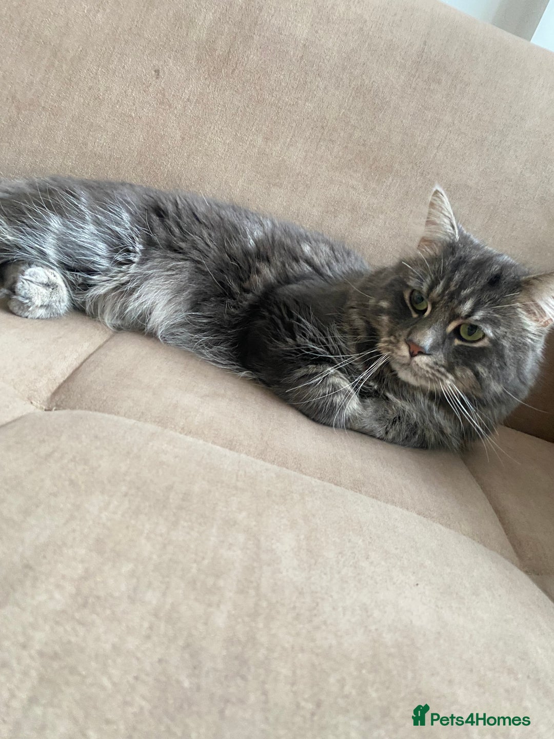 Mixed Breed cats for sale: Loving 1-Year-Old Half Maine Coon / Tubby - Advert 2