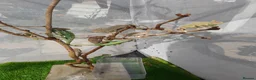 Chameleon reptiles for sale: Veiled chameleons  - Advert 5