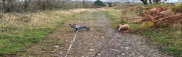 French Bulldog dogs for stud: Stud and bitch for sale  - Advert 5