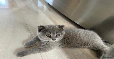Scottish Fold cats - Advert 4