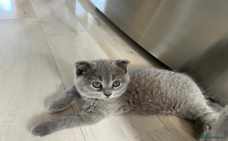 Scottish Fold cats - Advert 5