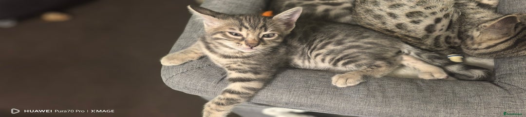 Bengal Kitten 4