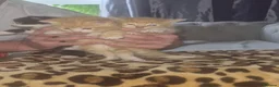 Mixed Breed cats for sale: Cutte baby cats for sale . - Advert 6