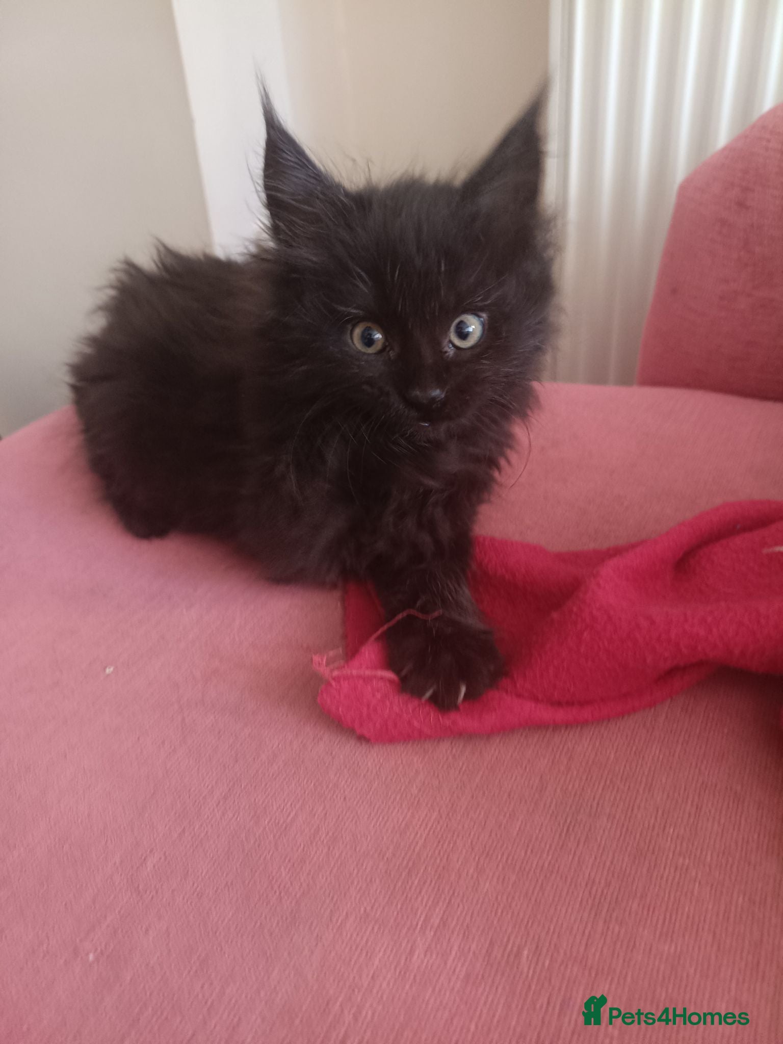 Maine Coon cats Black smoked PANTHERS!! 😍 - Advert 1