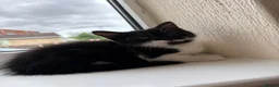 Mixed Breed cats for sale: Black and White Fluffy Male Kitten - Advert 20